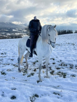 Vente de cheval : CENTELLO BENN III